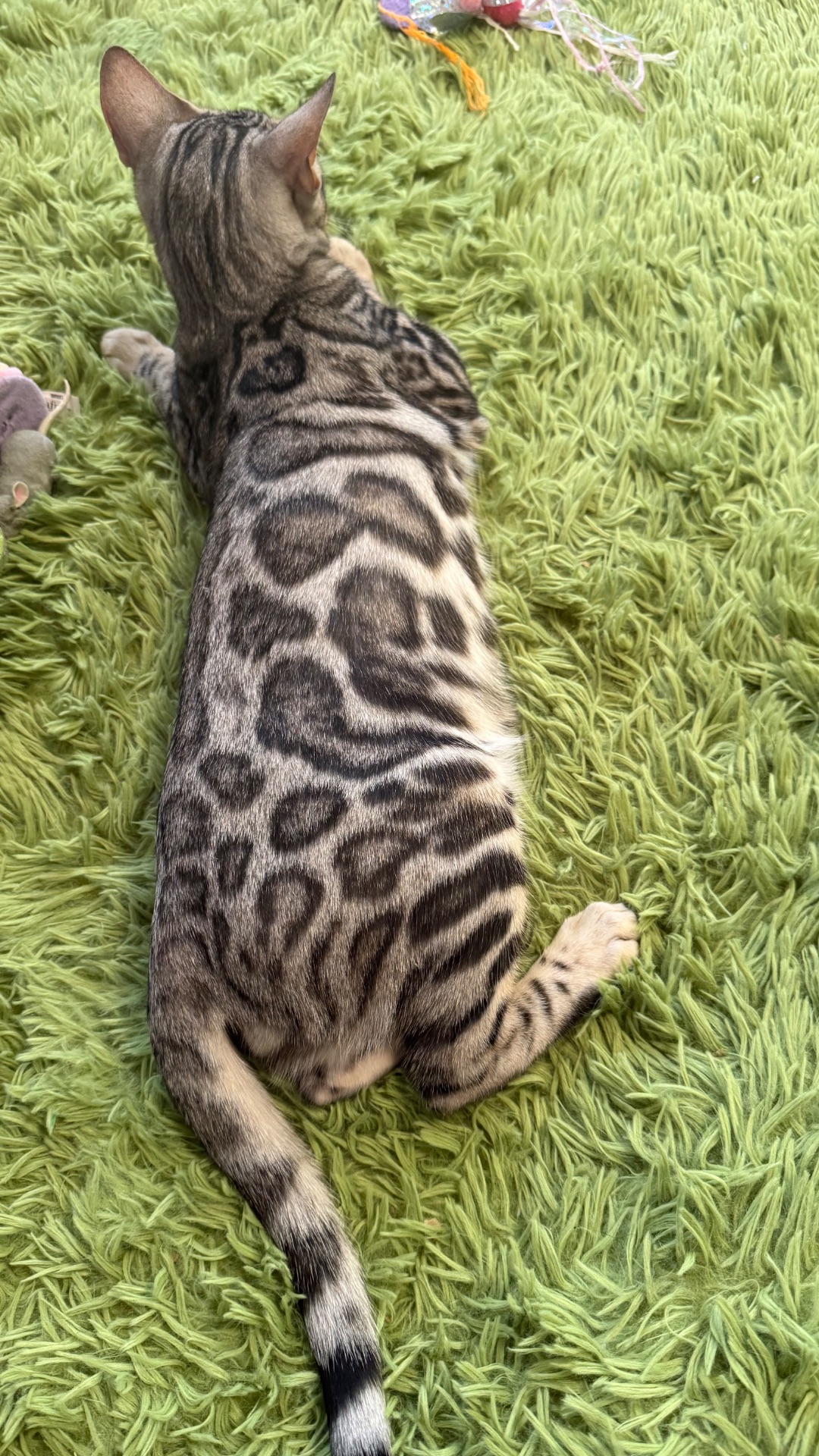 Кошеня срібло бенгал