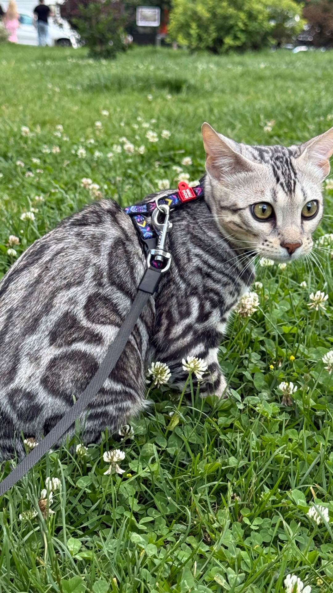 Кошеня срібло бенгал