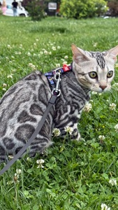 Кошеня срібло бенгал