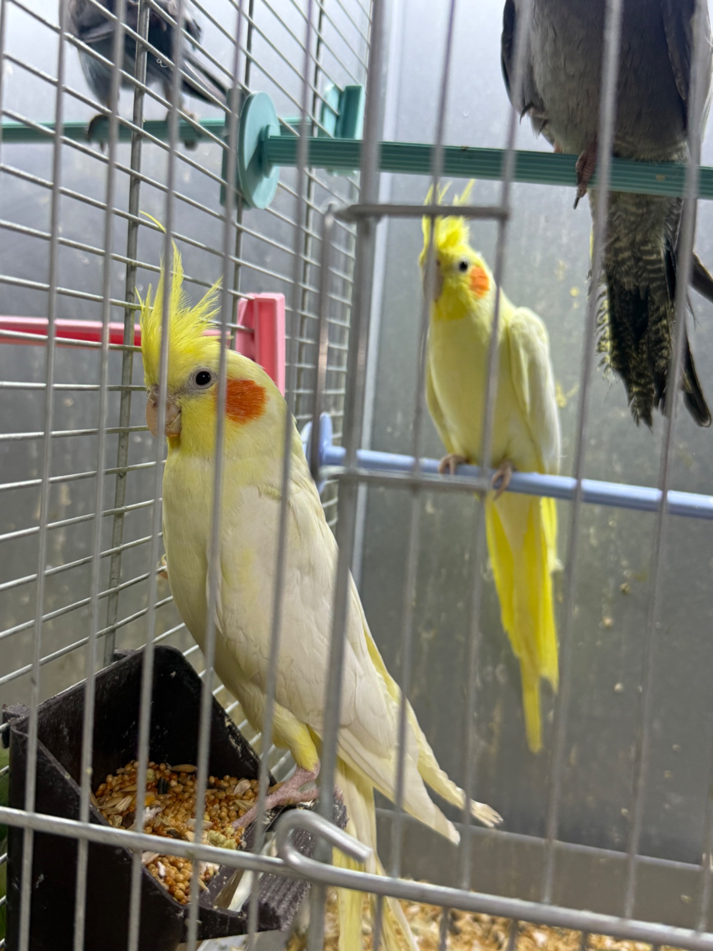 Корела співочі