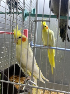 Корела співочі