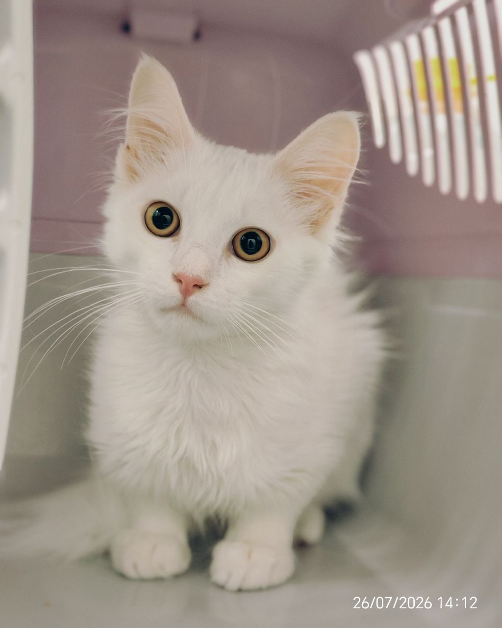 Кошенята