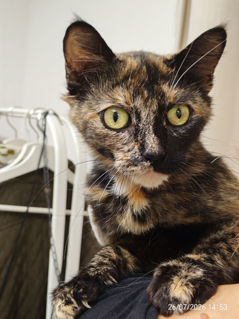 Кошенята