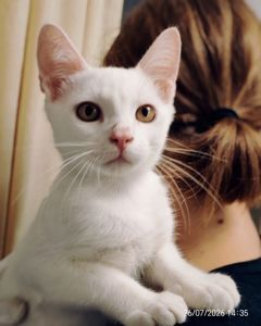 Кошенята