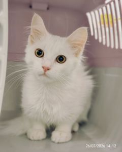 Кошенята