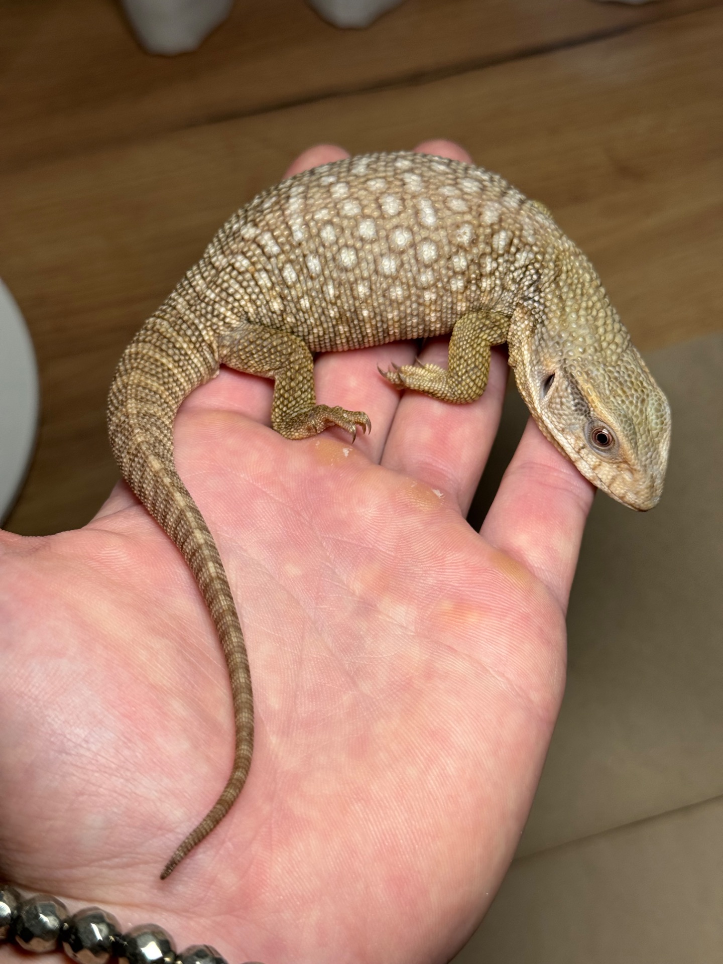 Капський варан (Varanus exanthematicus)