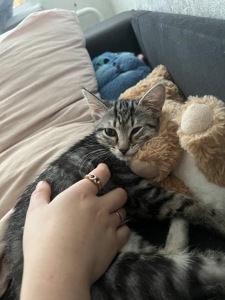 отдам кошку в добрые руки
