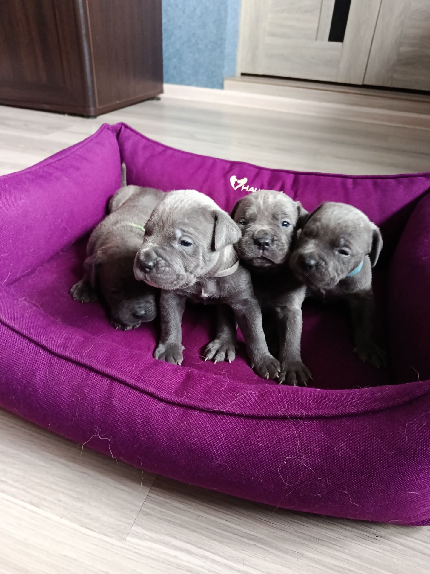 Бронь цуценят кане корсо