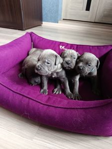 Бронь цуценят кане корсо
