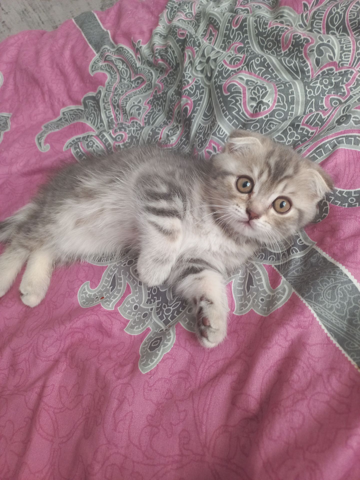 Котята шотландськие