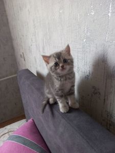 Котята шотландськие