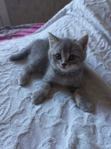 Котята шотландськие