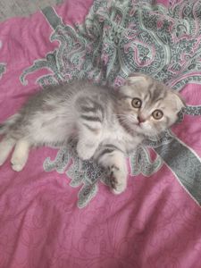 Котята шотландськие