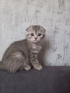 Котята шотландськие