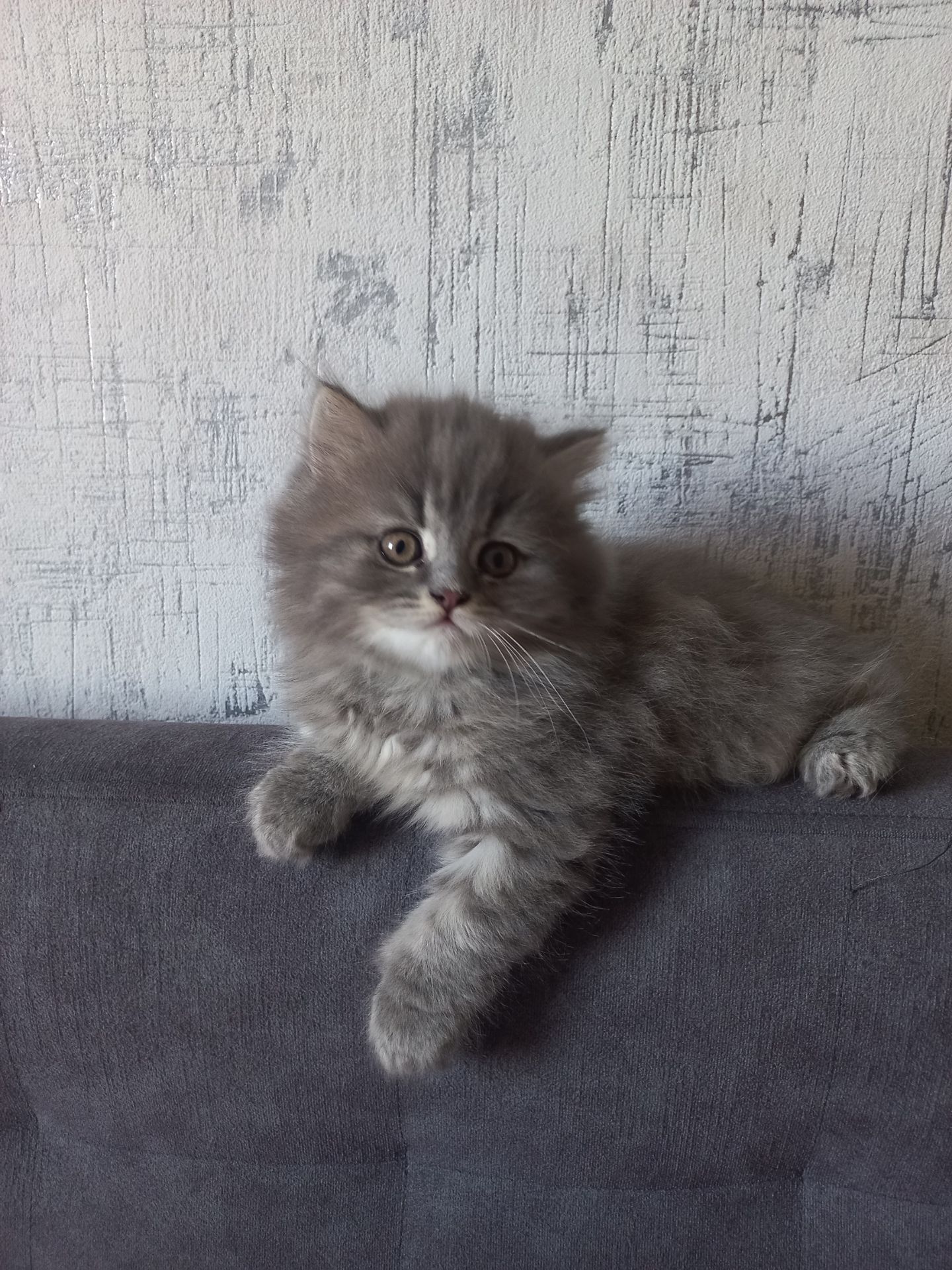 Шотландський хлопчик