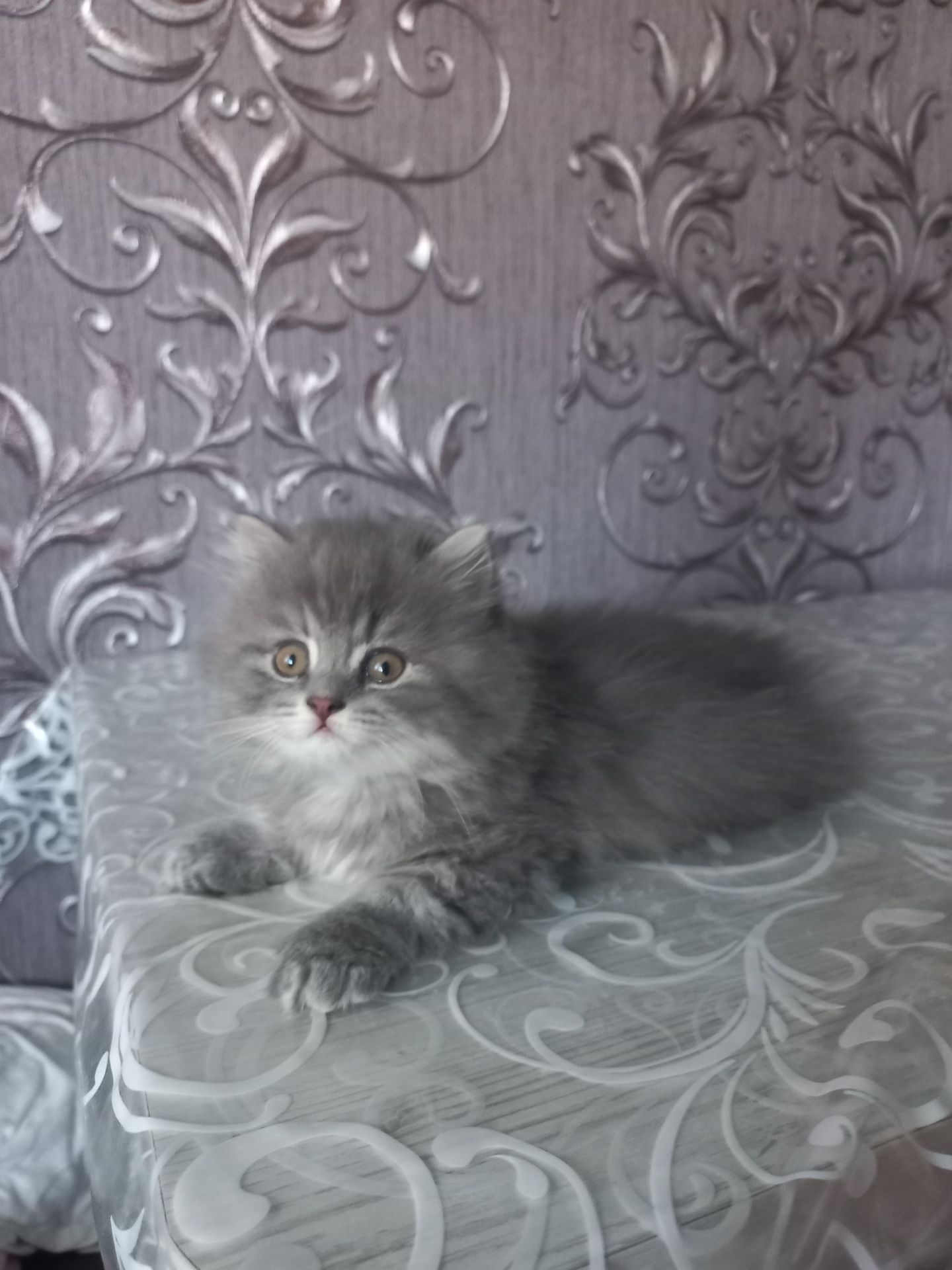 Шотландський хлопчик