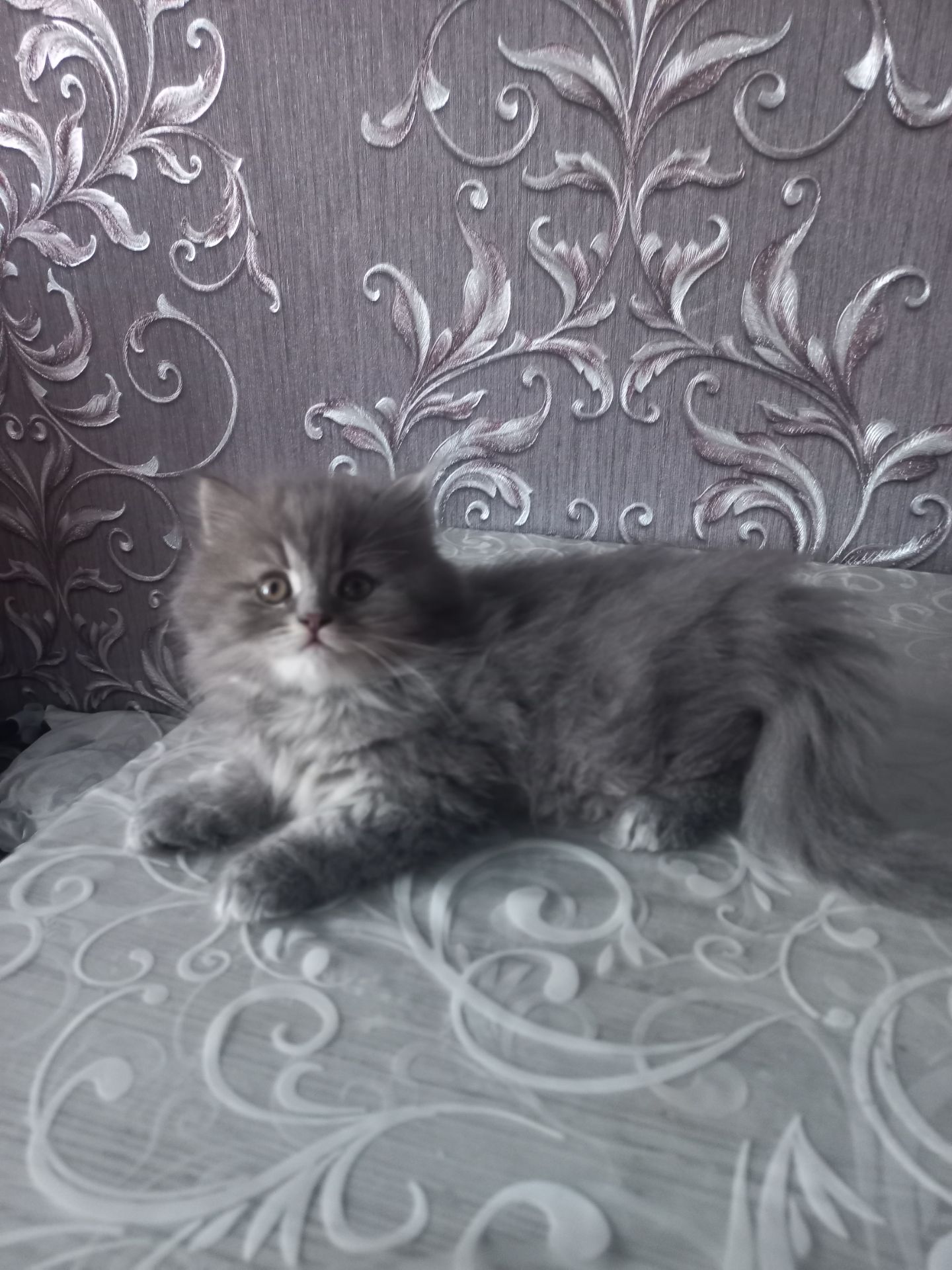 Шотландський хлопчик