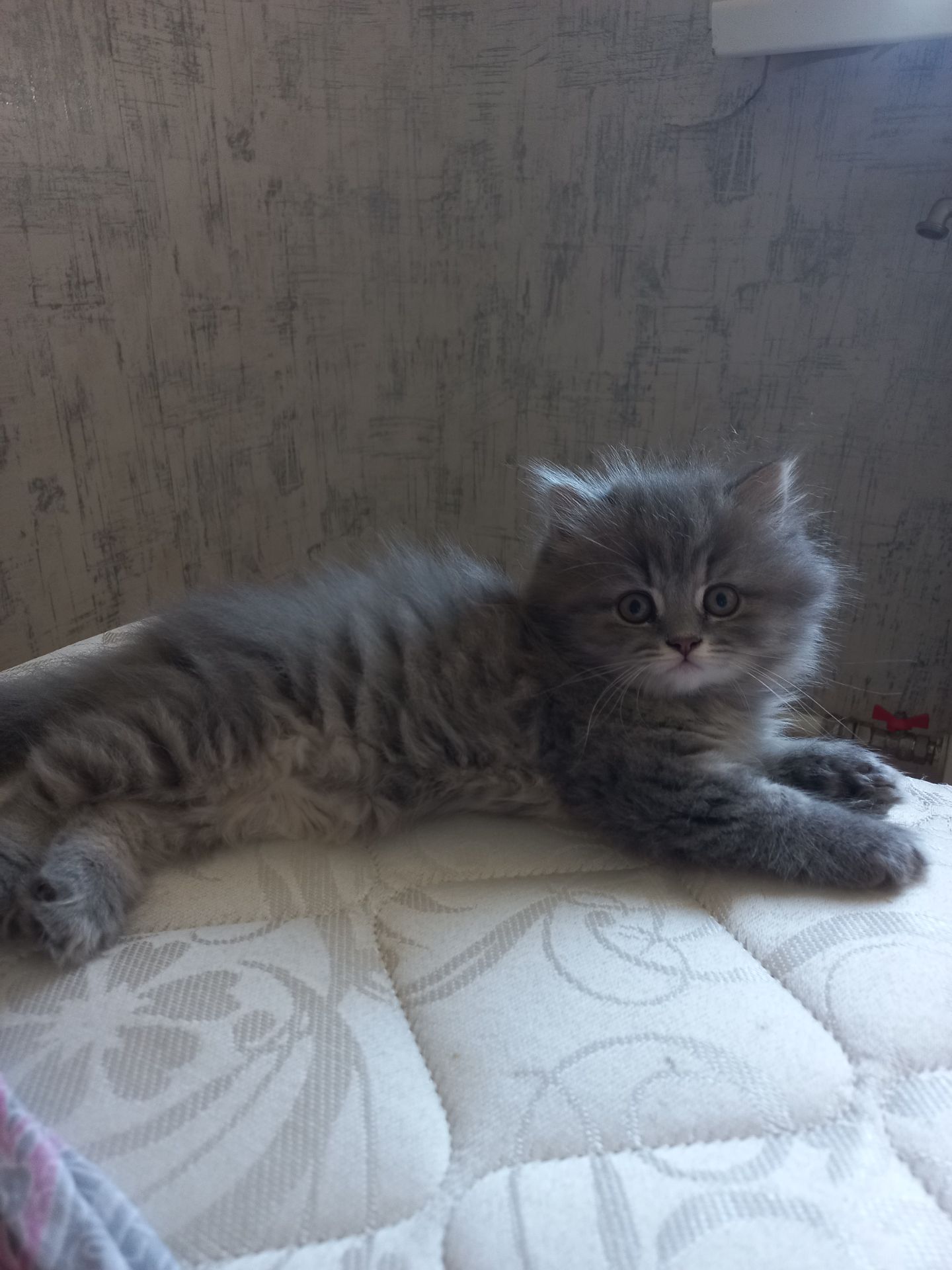 Шотландський хлопчик