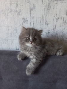Шотландський хлопчик