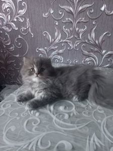 Шотландський хлопчик
