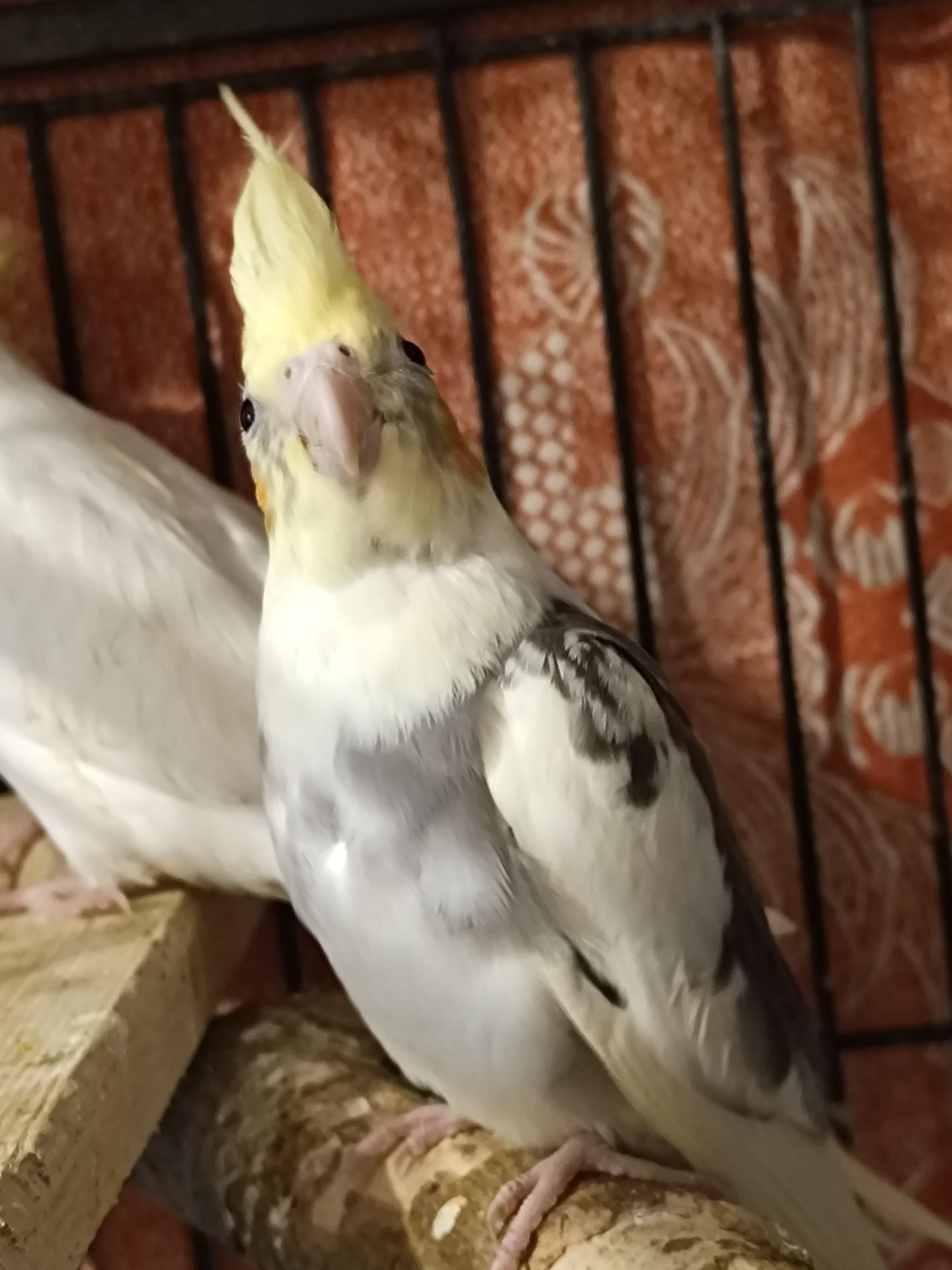 🌼 Продається малюк корели! 🦜
