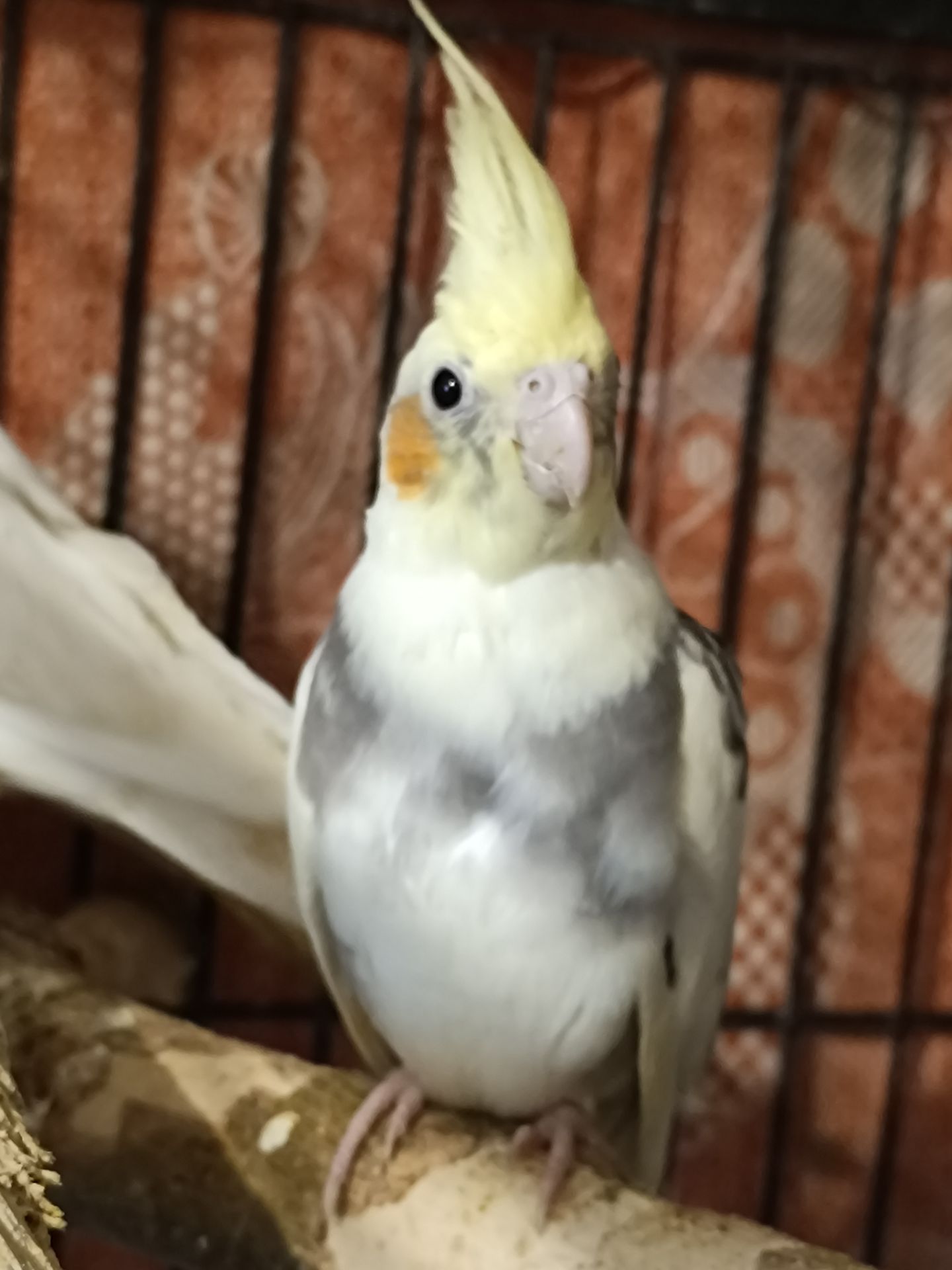 🌼 Продається малюк корели! 🦜
