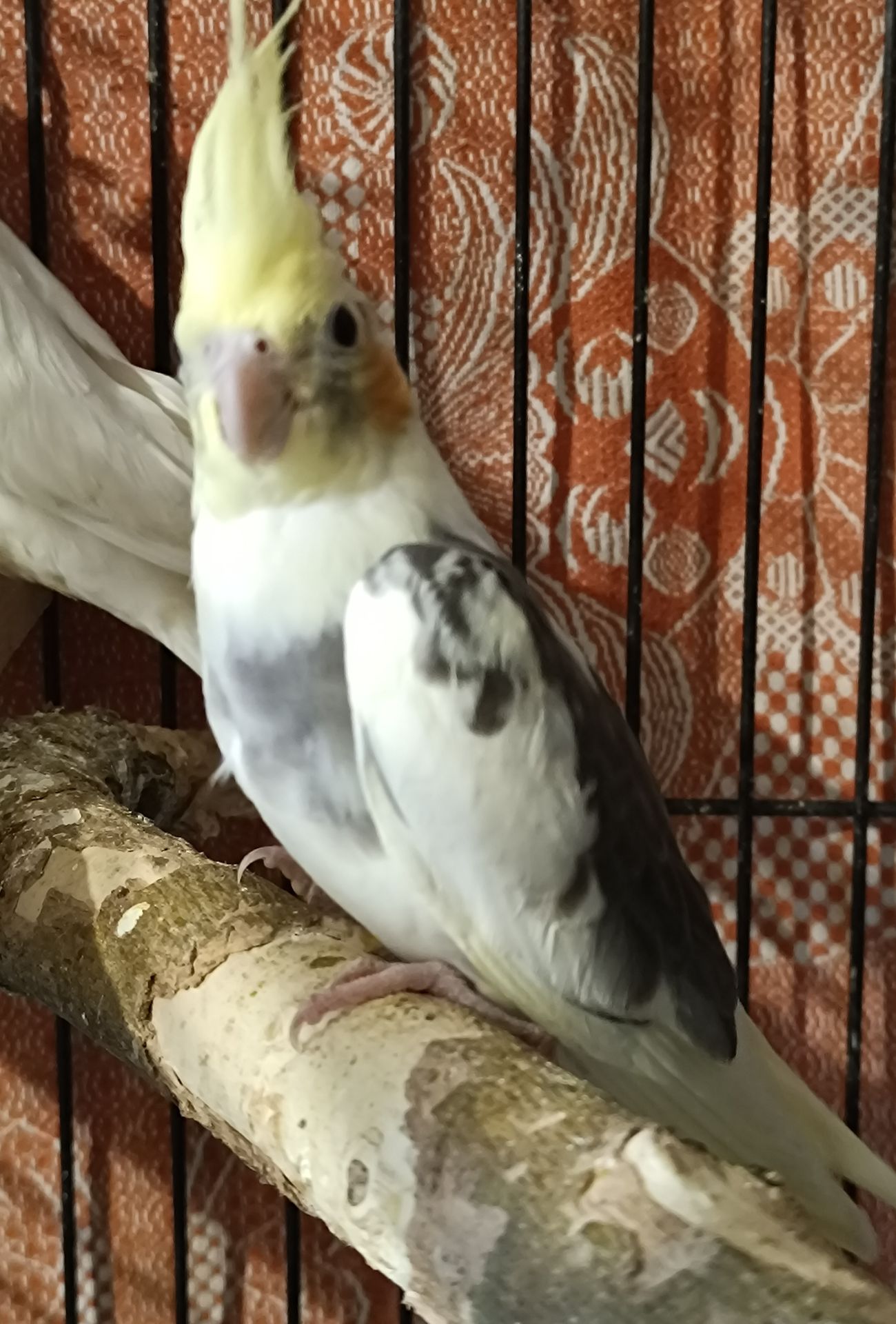 🌼 Продається малюк корели! 🦜