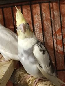 🌼 Продається малюк корели! 🦜