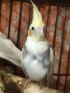 🌼 Продається малюк корели! 🦜