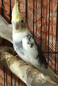 🌼 Продається малюк корели! 🦜