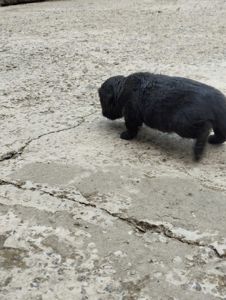 Віддам даром цуценята онуки лабрадора