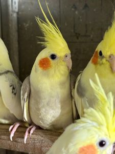Неймовірно ручні пташенята папуги Корелла