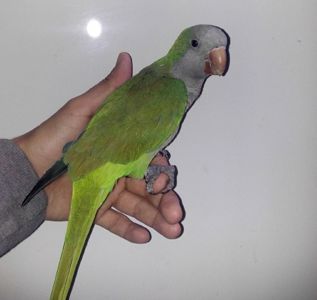 Калита Калита монах ручные попугайчики птенцы