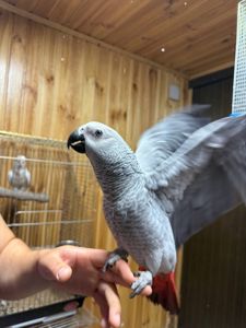 Попугаи Жако