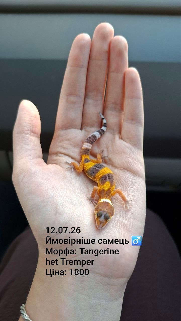 Малюки еублефара