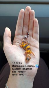 Малюки еублефара