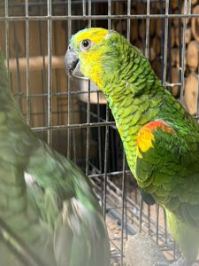 Амазон синелобый молодые красивые птицы