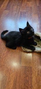 Подарю котенка девочка