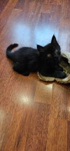 Подарю котенка девочка