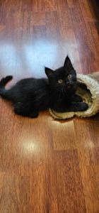 Подарю котенка девочка