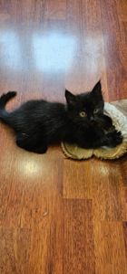 Подарю котенка девочка