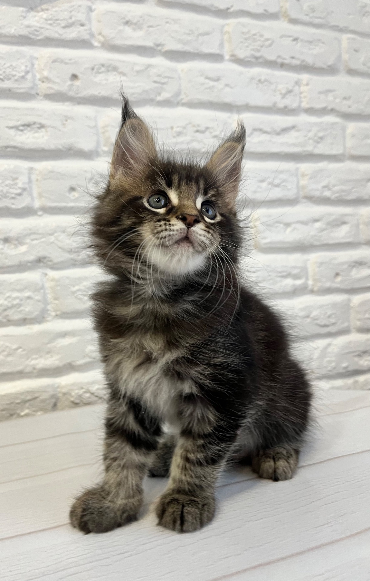 Хлопчик Мейн Кун Чорний мармур