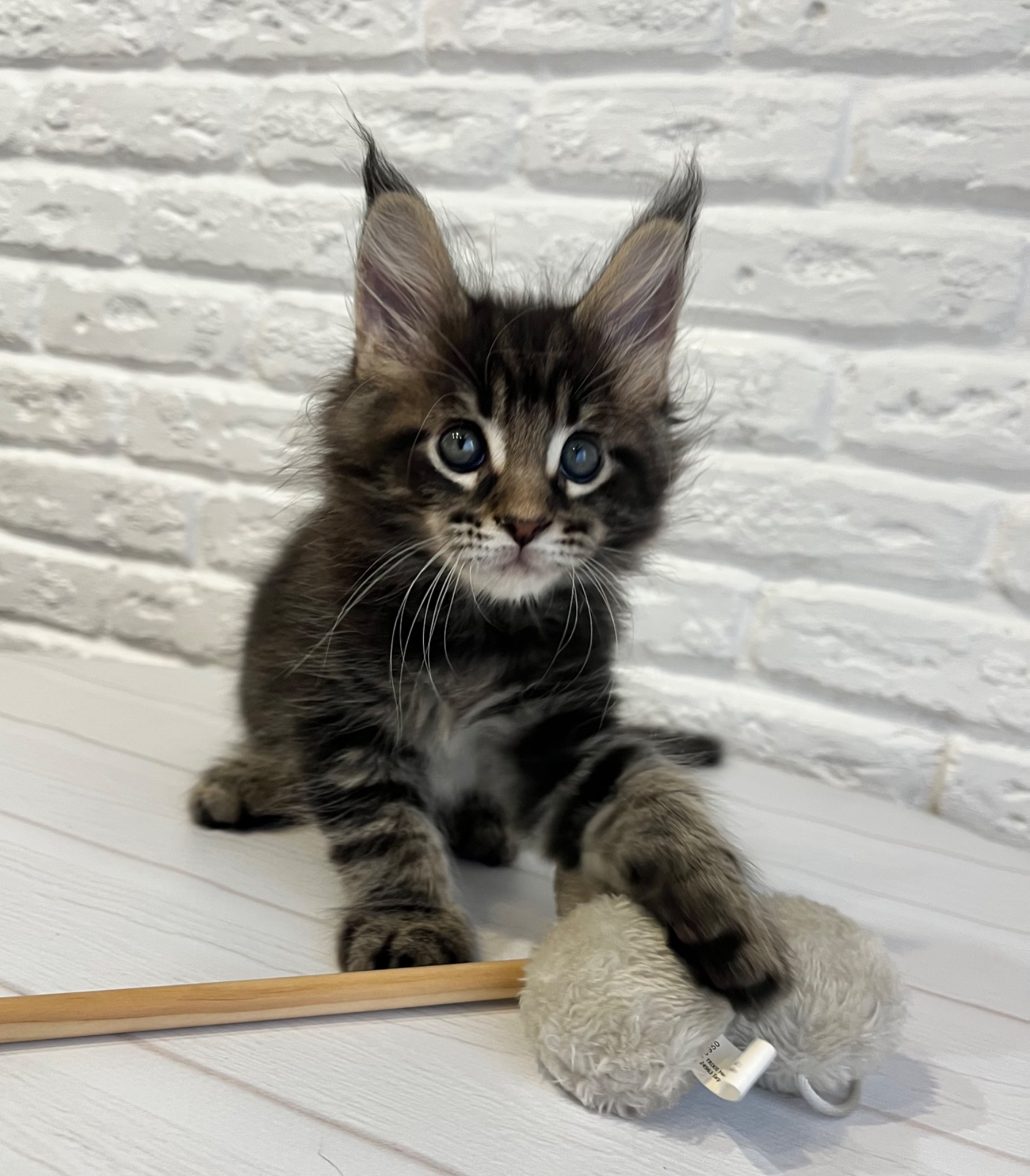Хлопчик Мейн Кун Чорний мармур