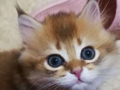 Котята британской золотой шиншиллы