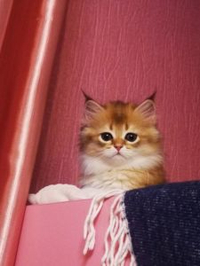 Котята британской золотой шиншиллы