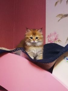 Котята британской золотой шиншиллы