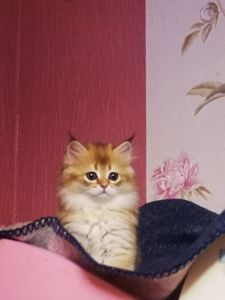 Котята британской золотой шиншиллы