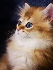 Котята британской золотой шиншиллы