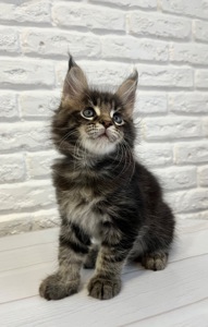 Хлопчик Мейн Кун Чорний мармур