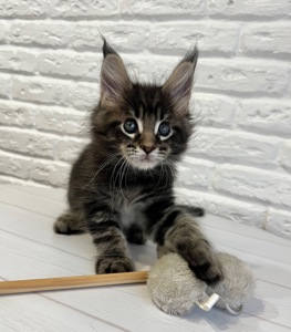 Хлопчик Мейн Кун Чорний мармур